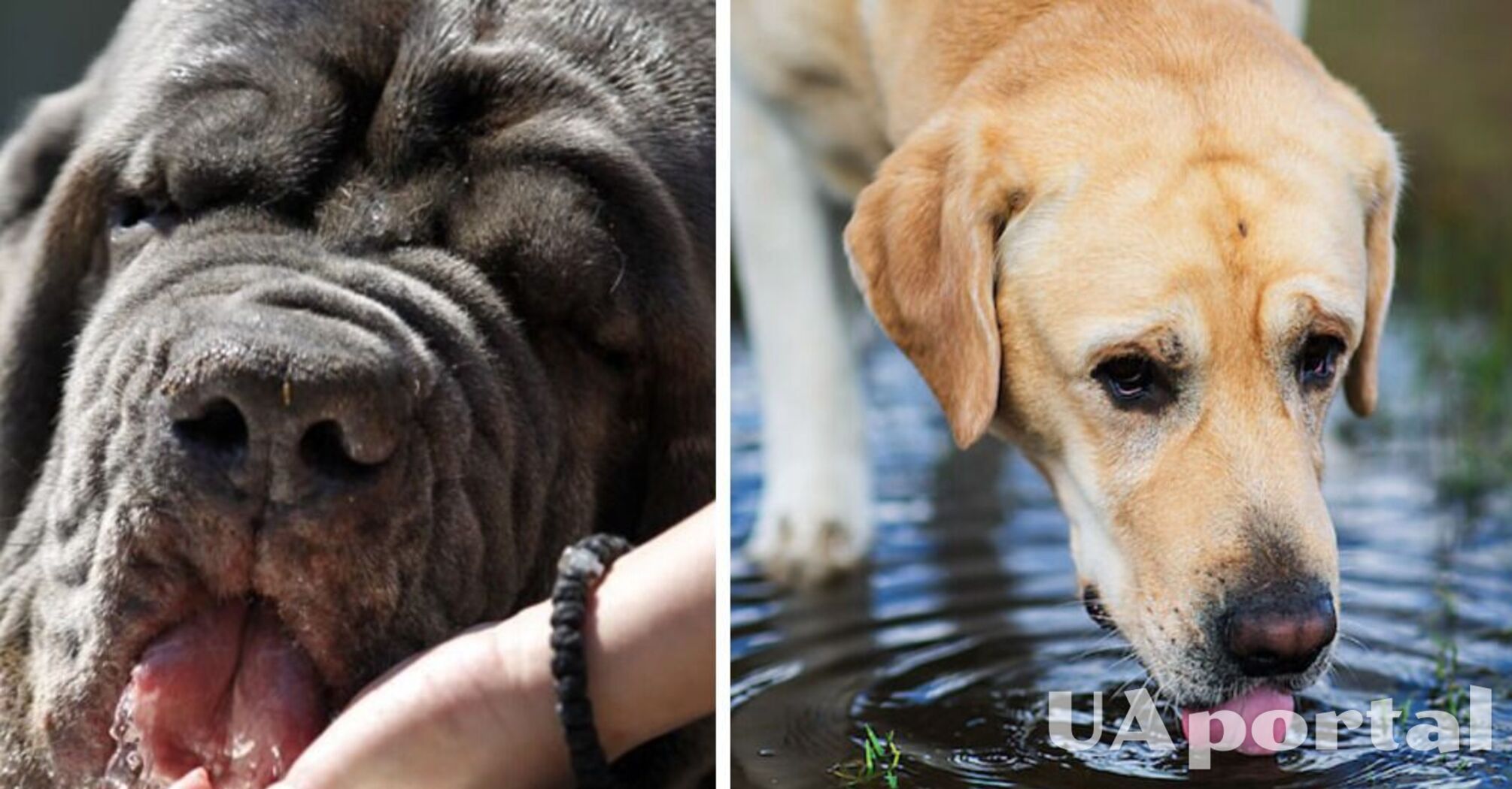 Собака пьет много воды: в чем причина и нужно ли обращаться к ветеринару