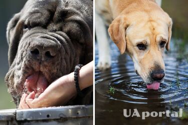 Собака пьет много воды: в чем причина и нужно ли обращаться к ветеринару