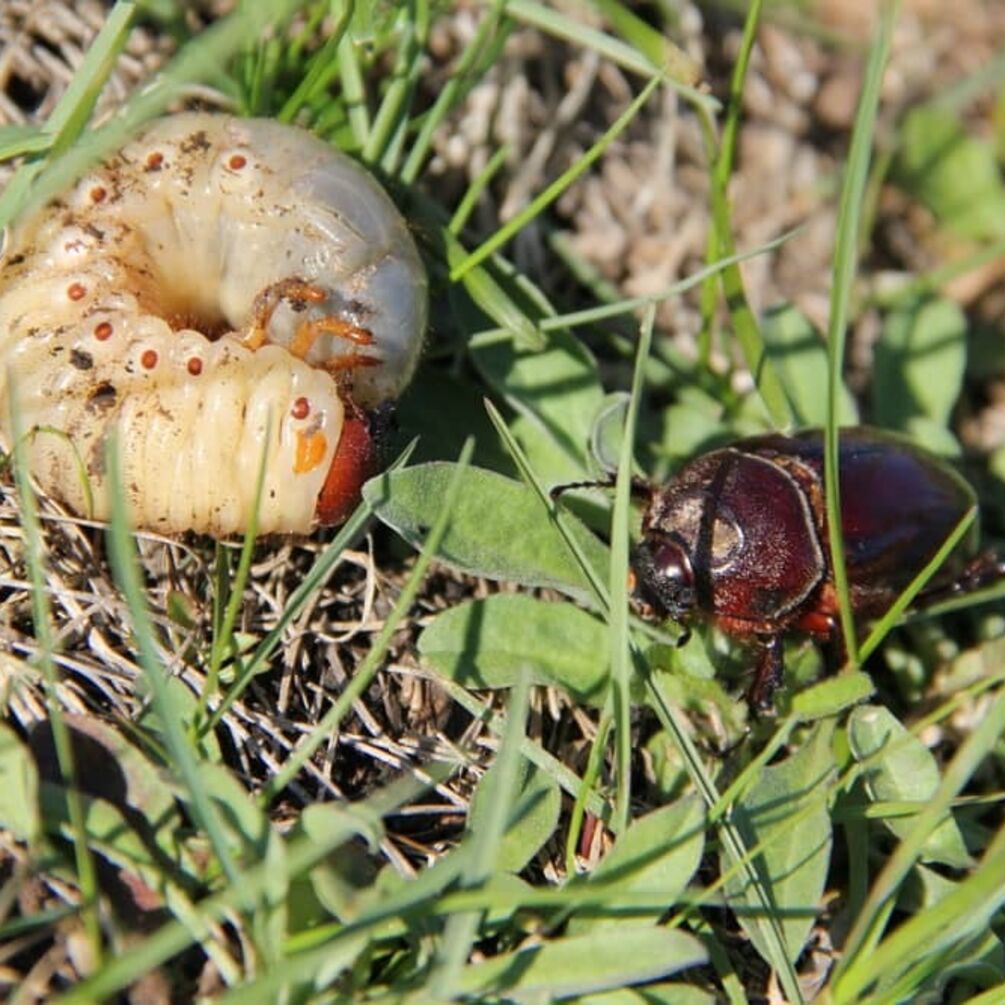 Как избавиться от личинок майских жуков без химии: три реально действенных средства
