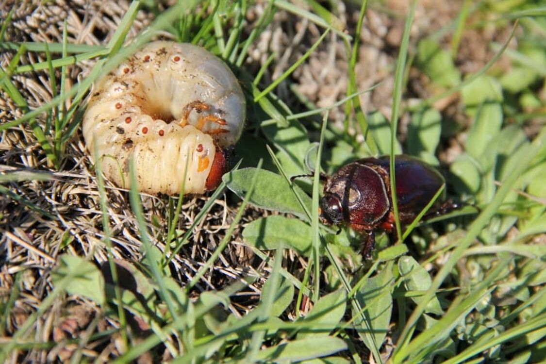 Как избавиться от личинок майских жуков без химии: три реально действенных средства