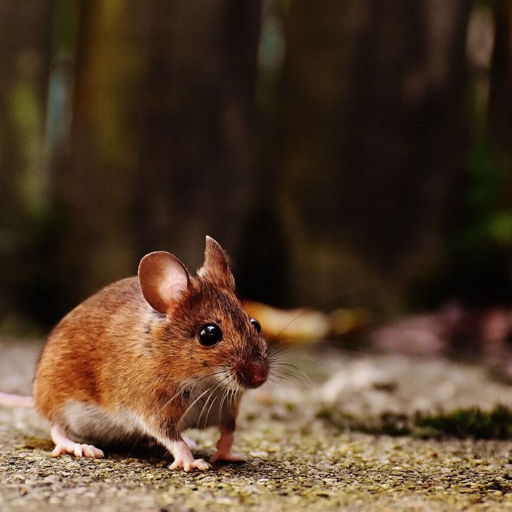 Як не дозволити мишам потрапити в дім: ефективні поради 