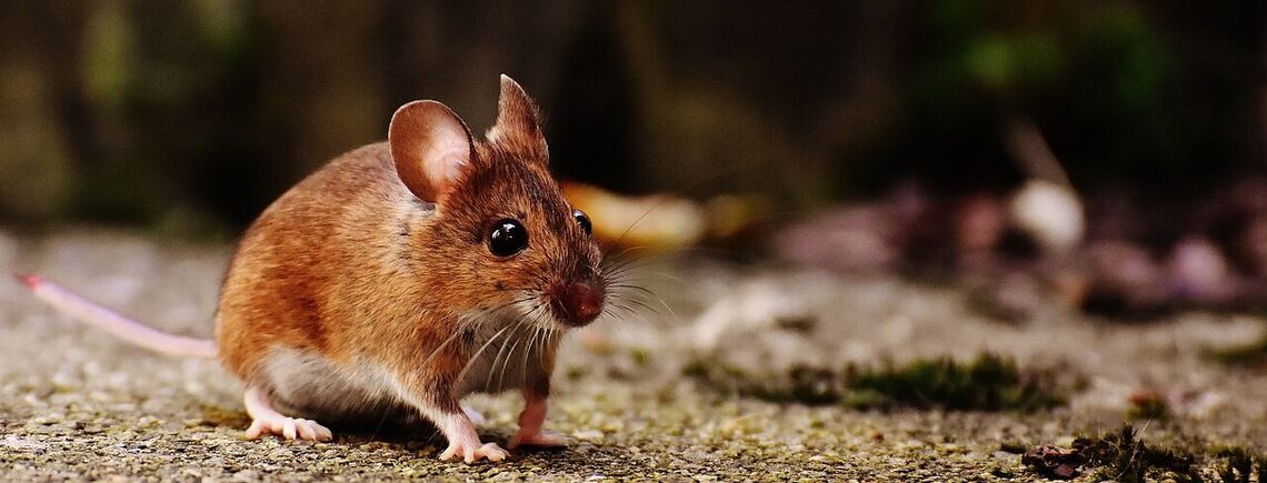 Як не дозволити мишам потрапити в дім: ефективні поради 