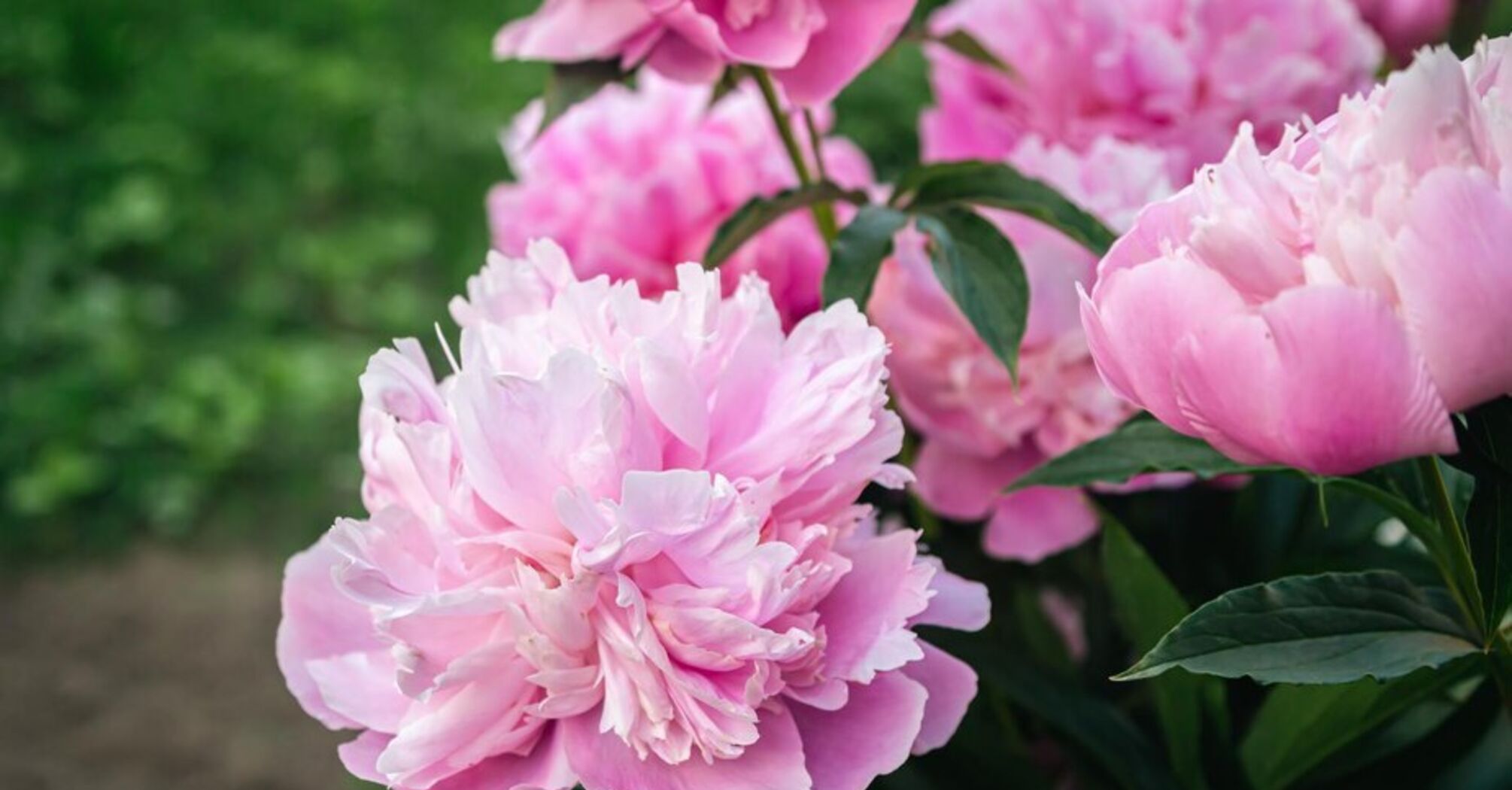 Як досягти довгого та пишного цвітіння півоній: секрет від квітникарів