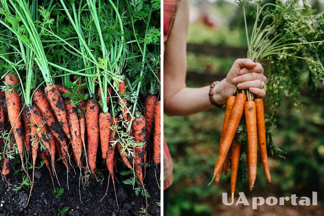 Що не можна садити біля моркви, щоб вона не виросла дрібною