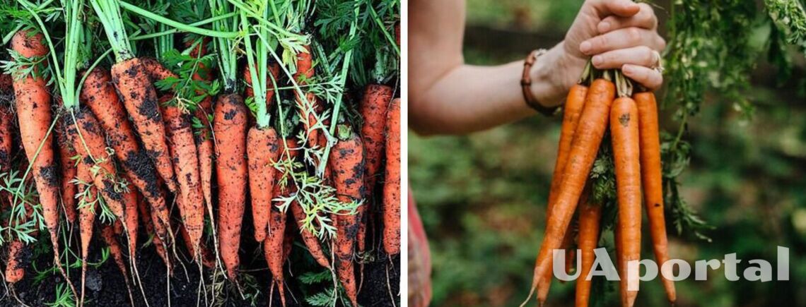 Что нельзя сажать у моркови, чтобы она не выросла мелкой