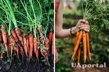 Які рослини не можна садити у моркви