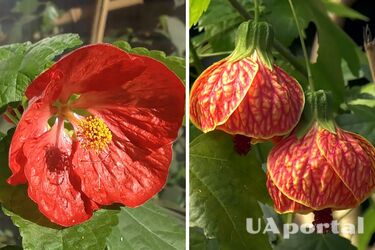 Як посадити та виростити квіти виду абутілон сімейства мальвових