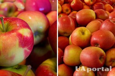 Специалисты рассказали, как правильно хранить яблоки: будут твердые и сочные