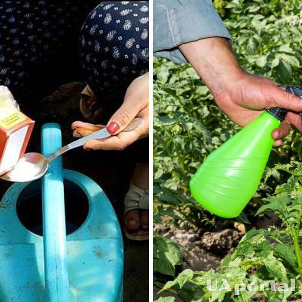 Навіщо закупатись содою в травні: корисний лайфхак від садівника