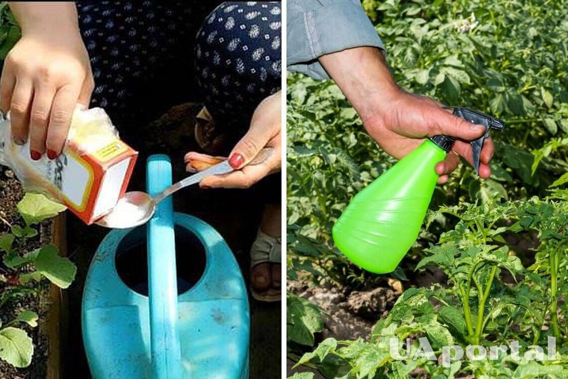Зачем закупаться содой в мае: полезный лайфхак от садовода