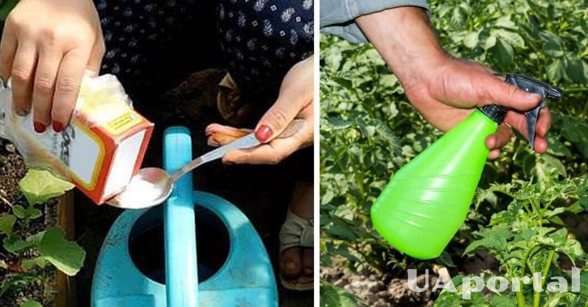 Зачем закупаться содой в мае: полезный лайфхак от садовода