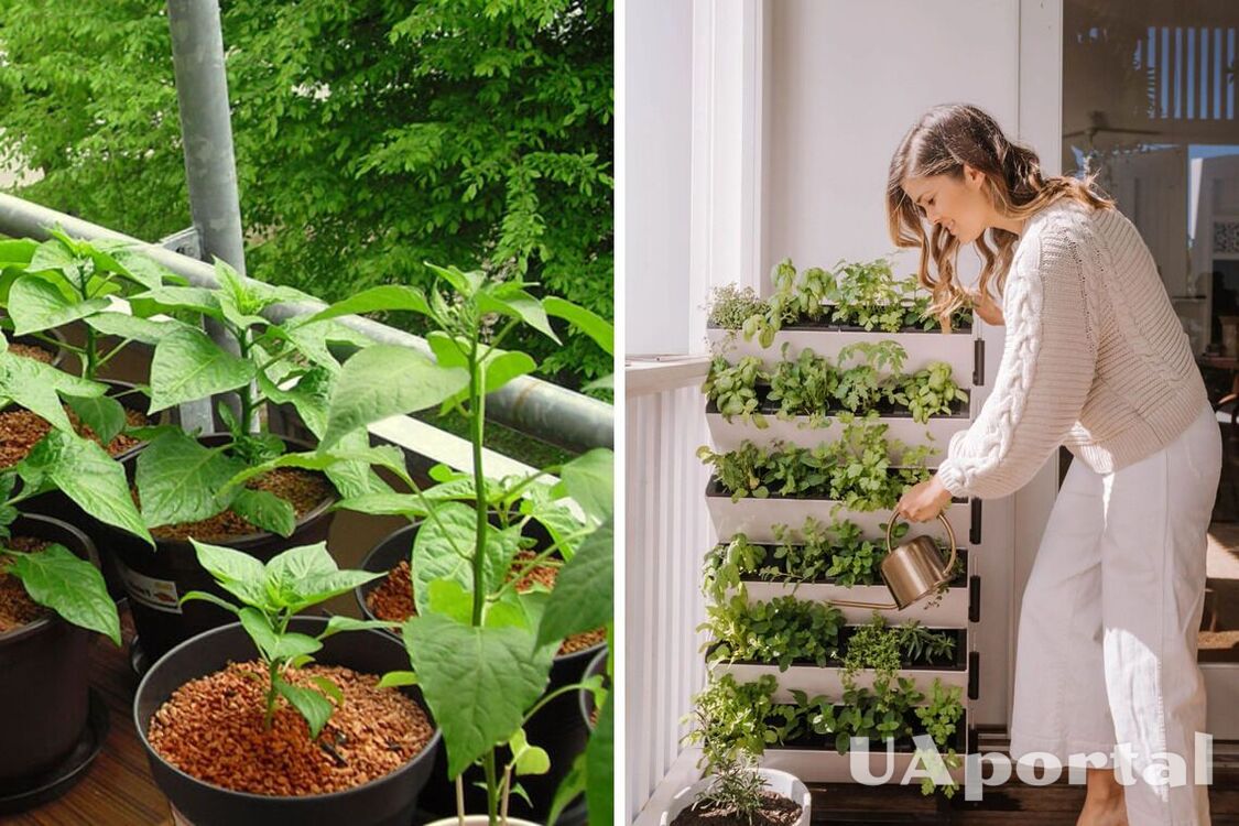 Огород на подоконнике: какие овощи можно вырастить из обрезков