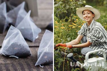 Seedlings grow like yeast: these common wastes can help