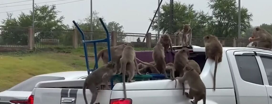Мавпи пограбували автомобіль, який перевозив апельсини (кумедне відео)