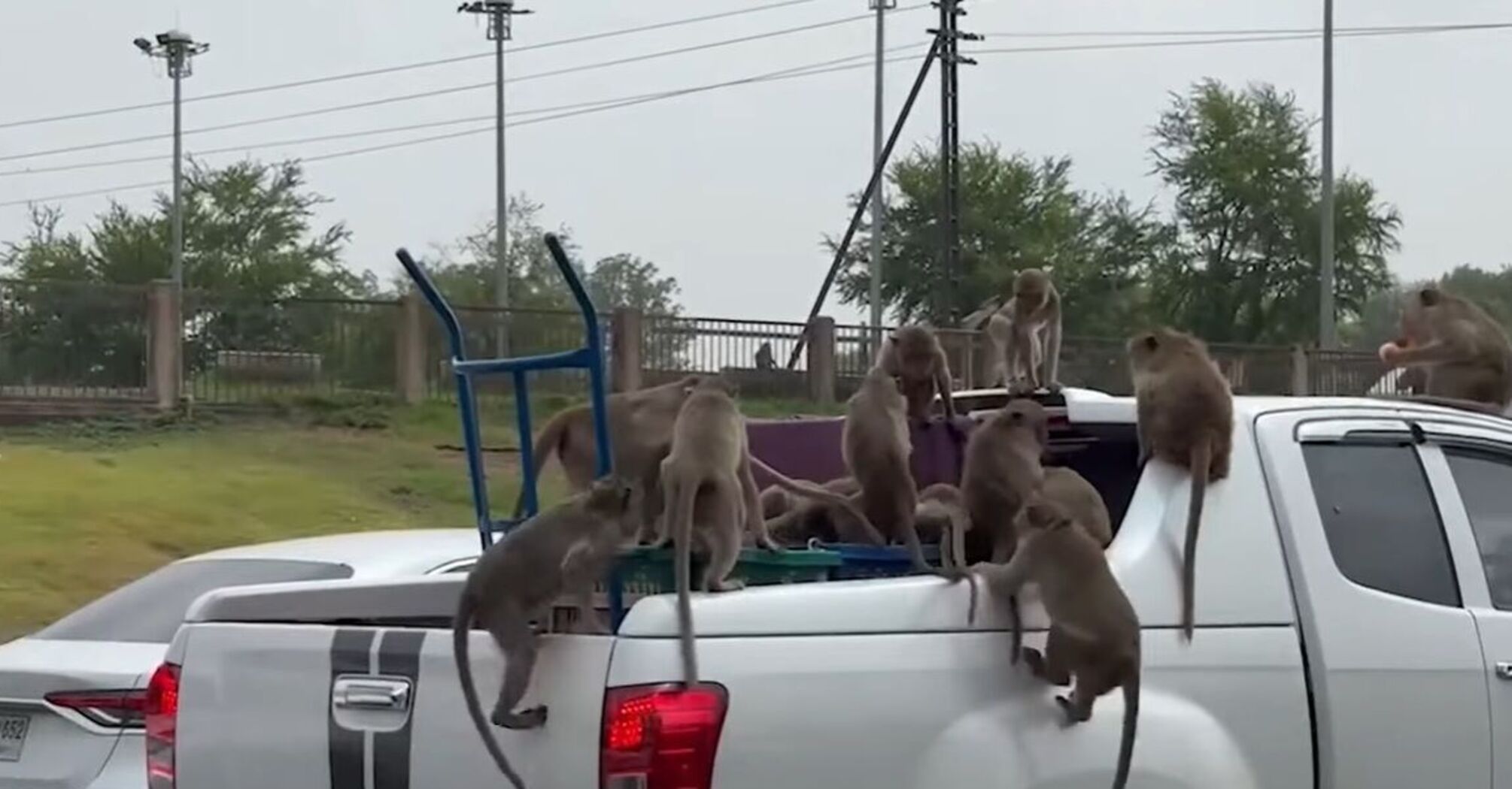 Мавпи пограбували автомобіль, який перевозив апельсини (кумедне відео)