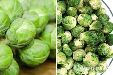 Как вырастить брюссельскую капусту дома: огородники поделились секретами