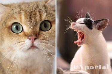 Как узнать, что у кота проблемы с зубами и как предотвратить проблему