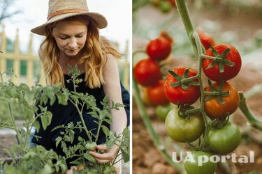 Поливайте рассаду помидоров настоем этих пряностей: укрепит стебли и корни