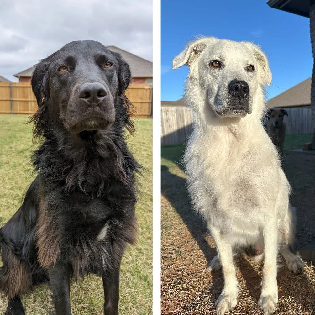 В США черный пес из-за болезни стал полностью белым: фото до и после