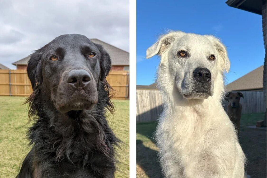 У США чорний пес через хворобу став повністю білим: фото до та після