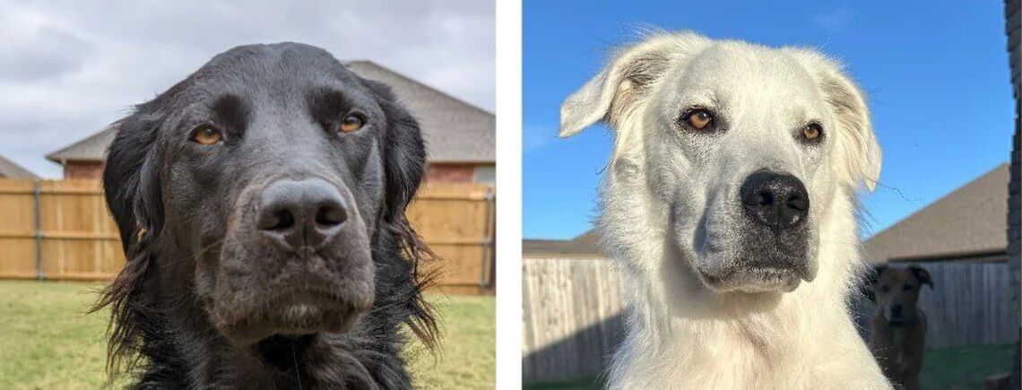 В США черный пес из-за болезни стал полностью белым: фото до и после