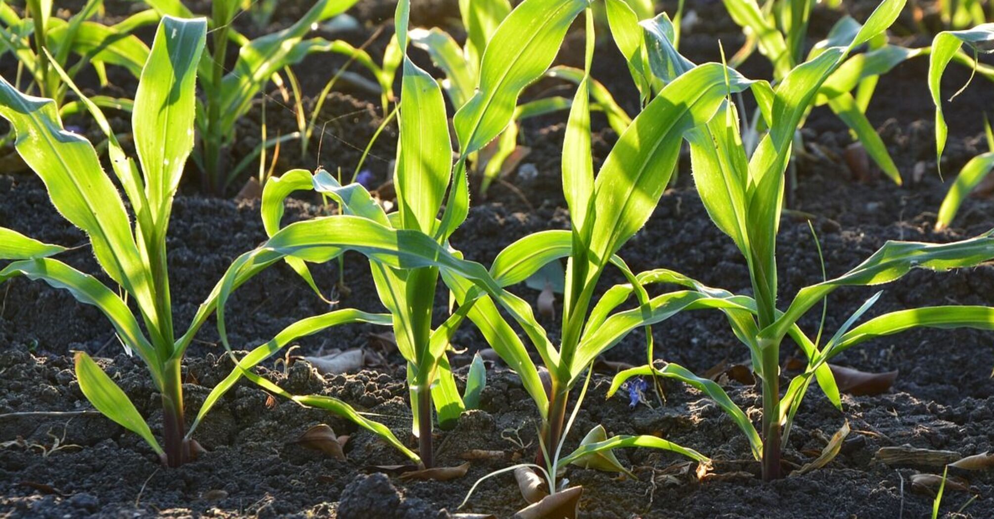 Будет хорошо расти: названы лучшие дни для высадки кукурузы