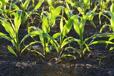 It will grow well: the best days for planting corn are named