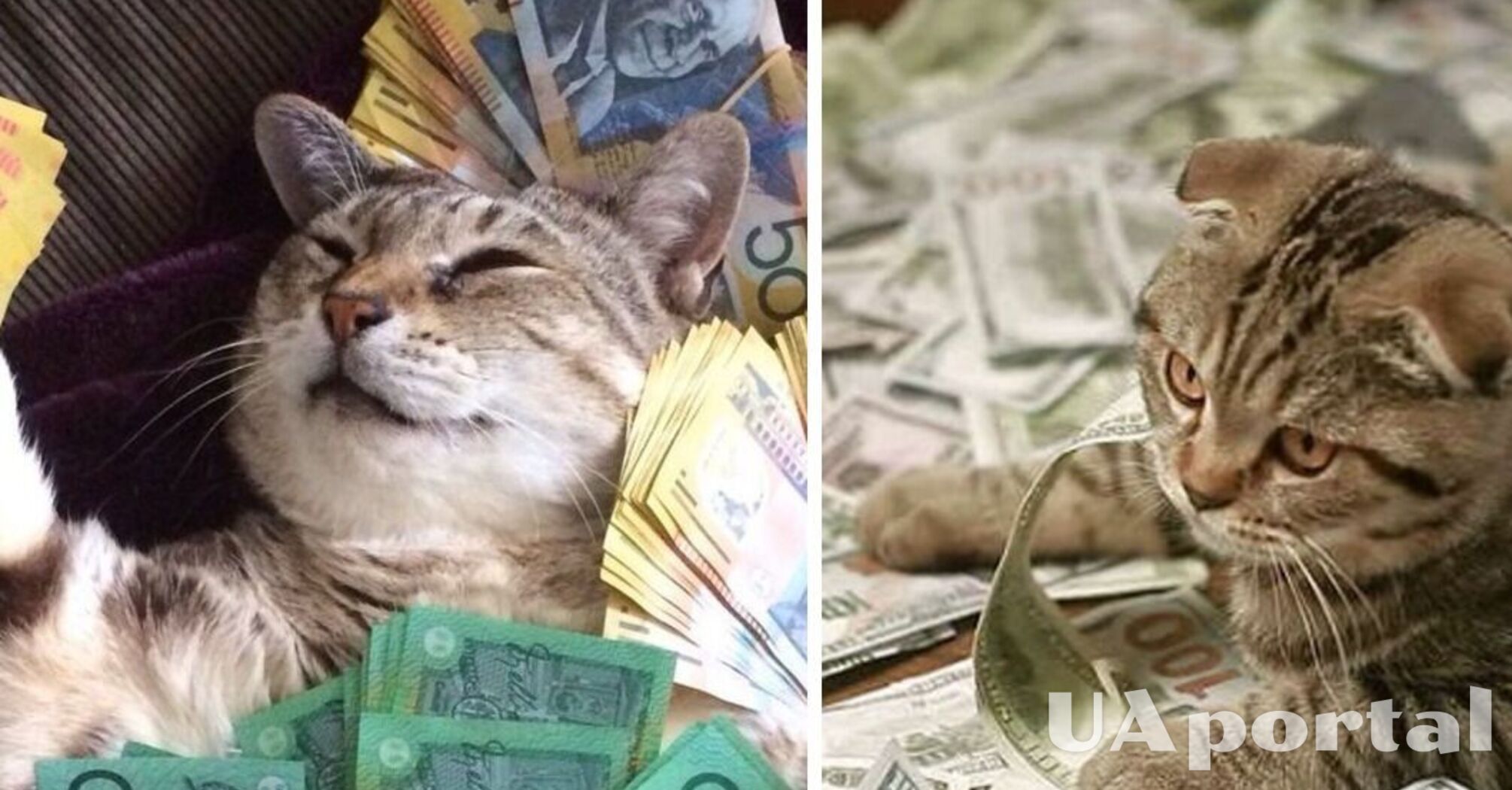 Які породи кішок залучають до будинку гроші
