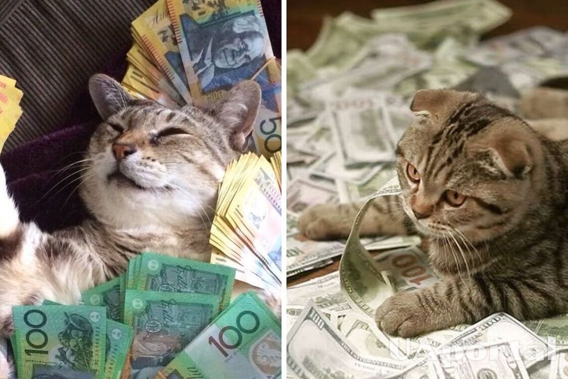 Заведите, чтобы в доме водились деньги: какие породы кошек притягивают богатство