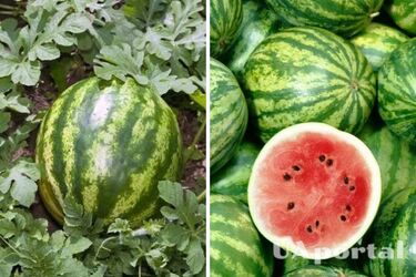 Як вирощувати кавуни, щоб вони виросли великими
