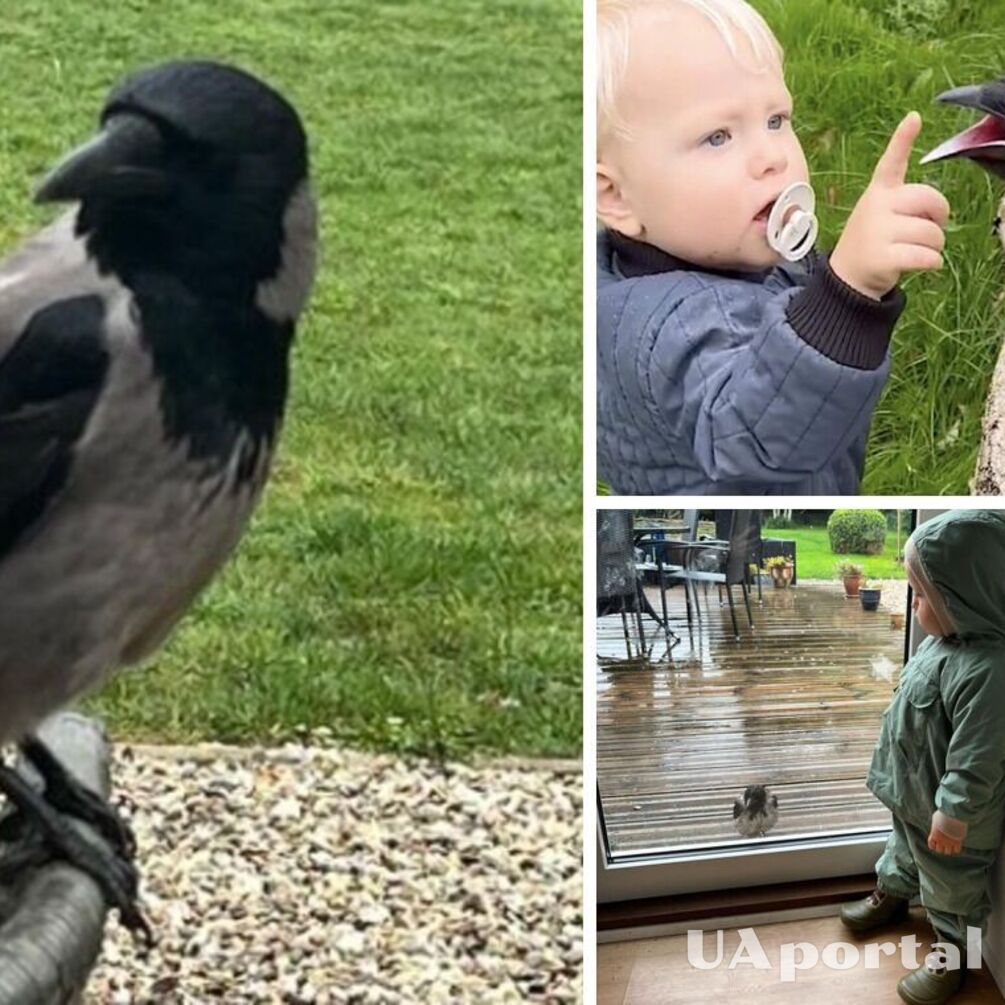 Дикая ворона дружит с двухлетним мальчиком и не дает ему покоя (забавное видео)