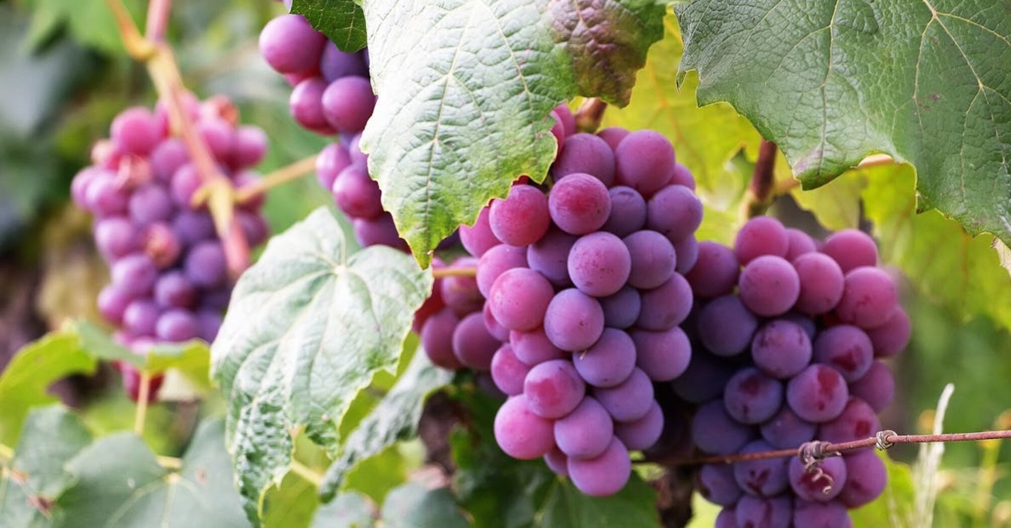 Науковці розкрили несподівану користь винограду для мозку