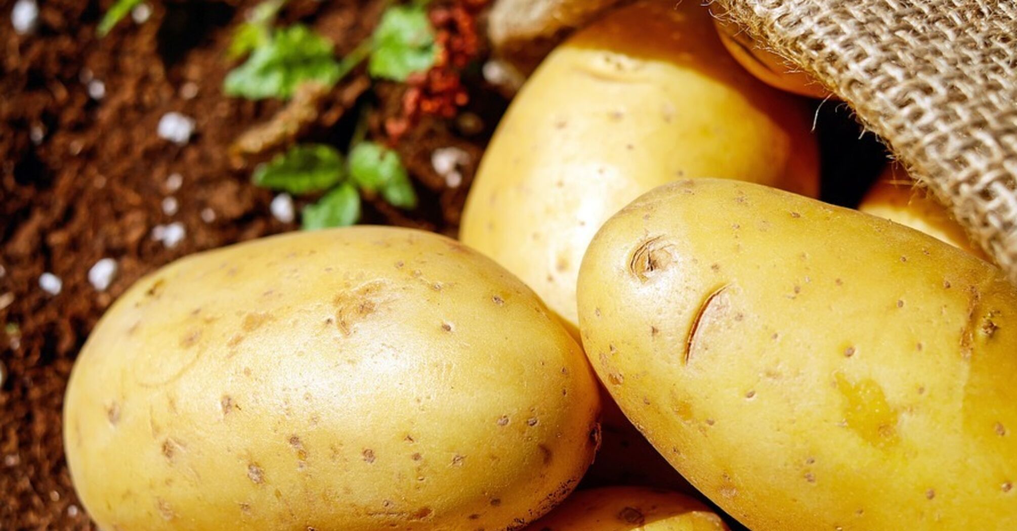Буде поганий урожай: городники назвали рослини, на місці яких не варто садити картоплю
