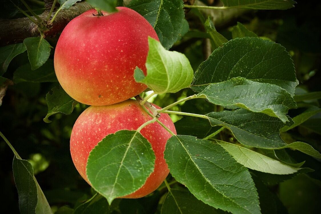 Як за допомогою простого гвіздка отримати кращий врожай яблук: неймовірний секрет садівників