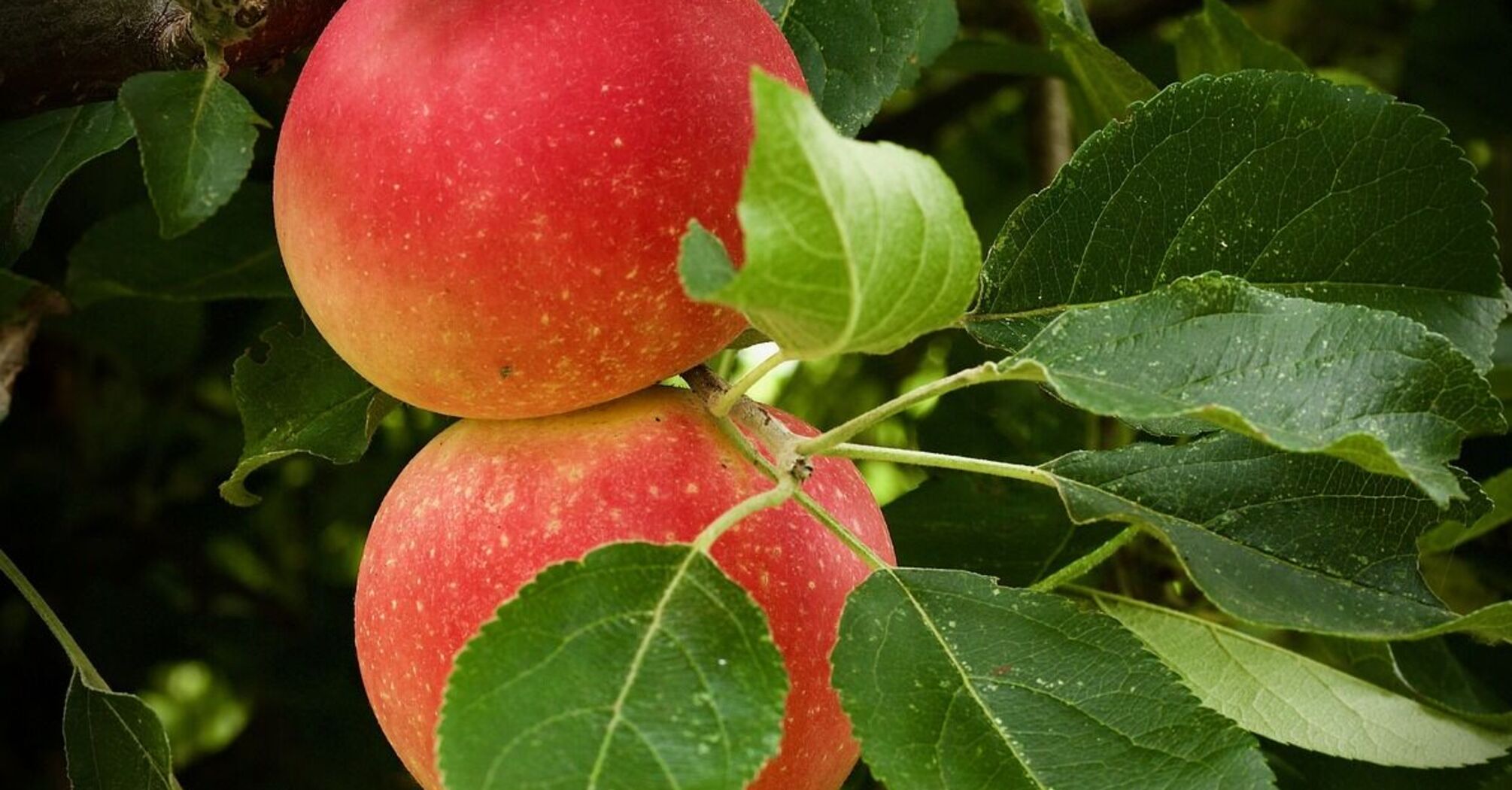 Как с помощью простого гвоздя получить лучший урожай яблок: невероятный секрет садоводов