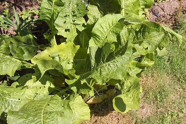 Виведіть хрін з городу раз і назавжди: названо ефективні методи боротьби