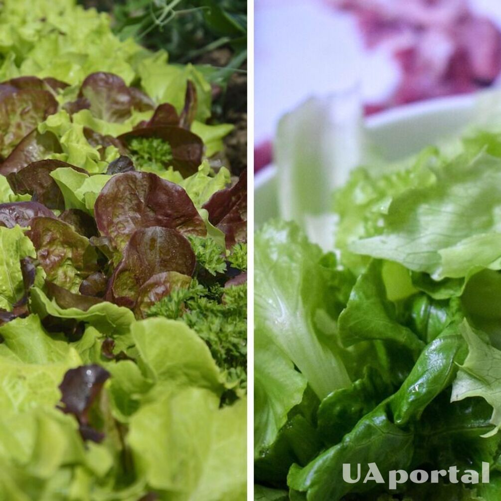 Експерти підказали, як зберегти листя салату свіжим до 30 днів