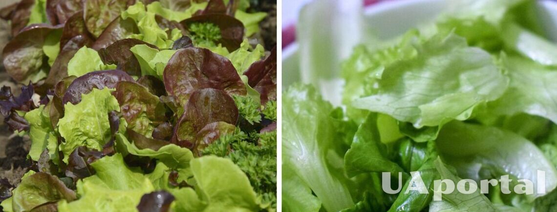 Эксперты подсказали, как сохранить листья салата свежими до 30 дней