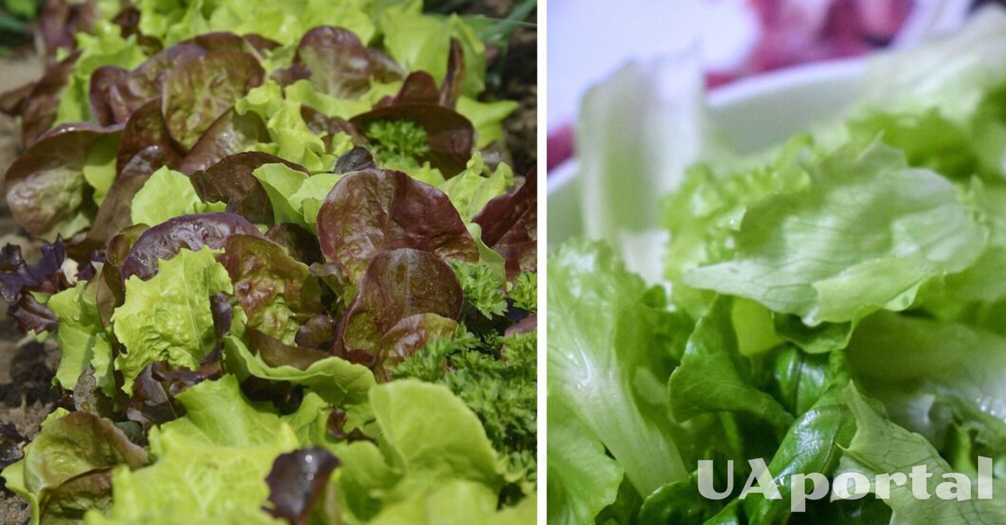 Експерти підказали, як зберегти листя салату свіжим до 30 днів