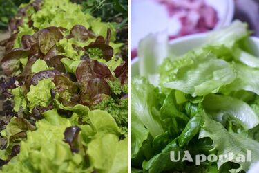 Experts tell how to keep lettuce leaves fresh for up to 30 days
