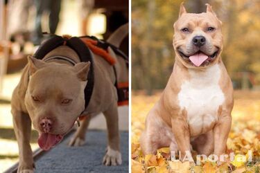 Какие породы собак самые сильные