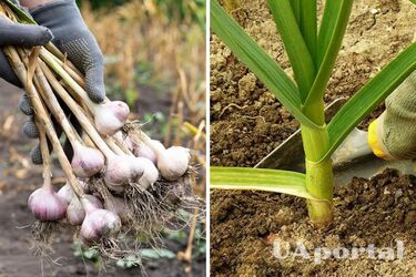 How to feed garlic a second time to grow big