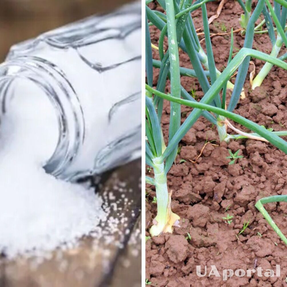 Зачем посыпать землю солью: огородники поделились секретом хорошего урожая