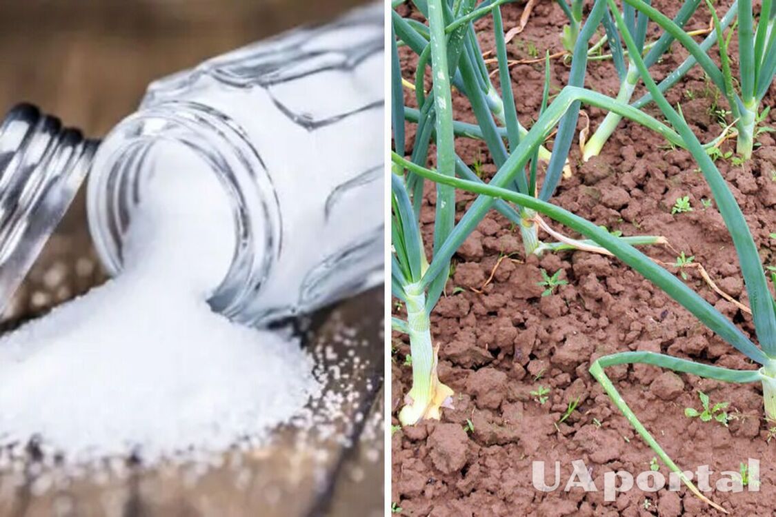 Навіщо посипати землю сіллю: городники поділились секретом хорошого врожаю 