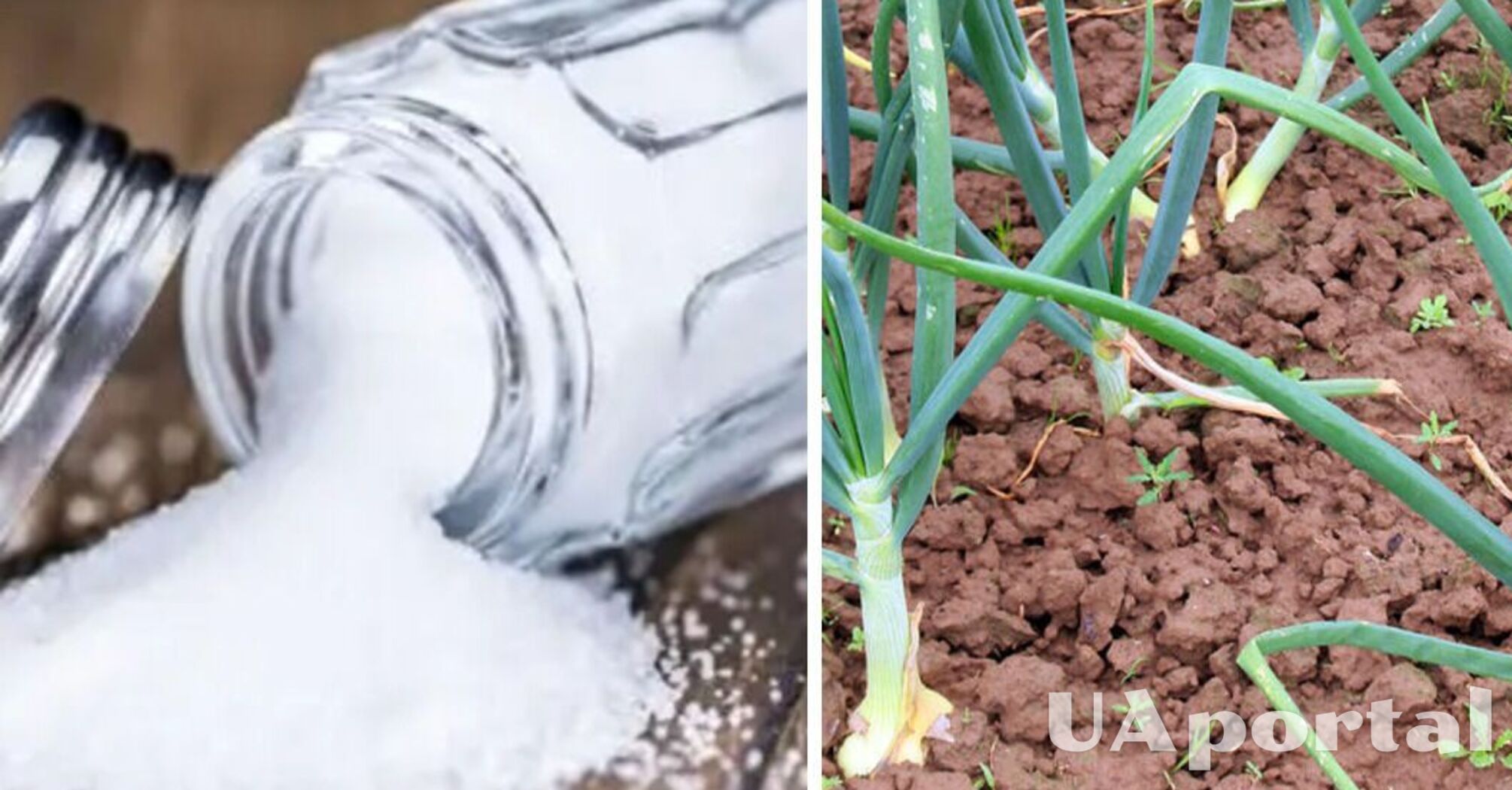 Навіщо посипати землю сіллю: городники поділились секретом хорошого врожаю 