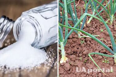 Зачем посыпать землю солью: огородники поделились секретом хорошего урожая