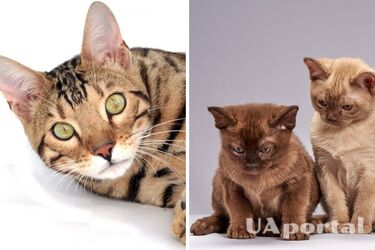 Друзья, которые будут с вами долго: топ-7 пород котов-долгожителей