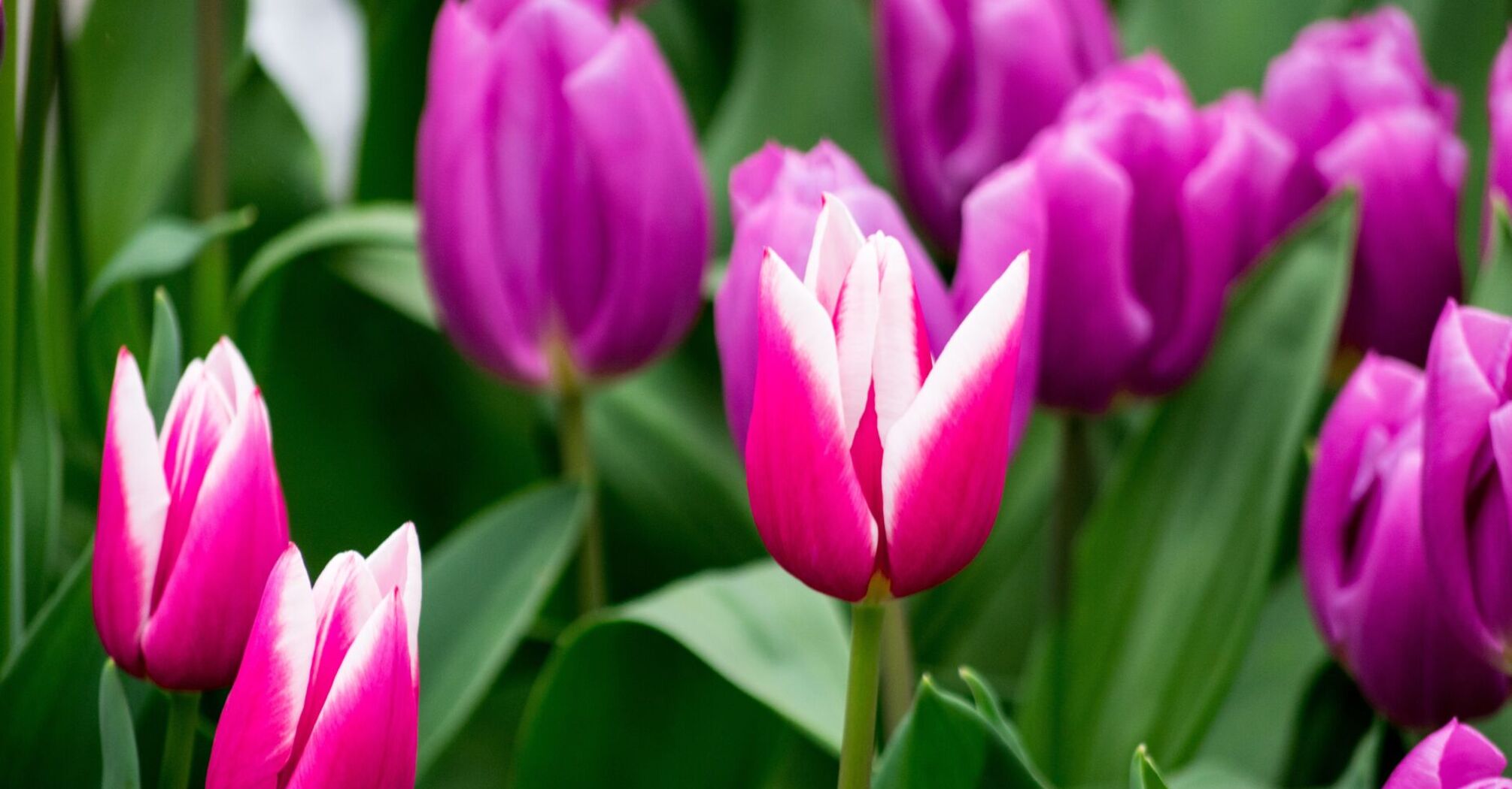 Как улучшить цветение тюльпанов: лучшие методы подкормки весной
