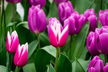 How to improve the flowering of tulips: the best methods of fertilizing in spring
