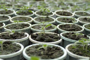 How to get rid of mold in pots with seedlings: tips from experienced gardeners